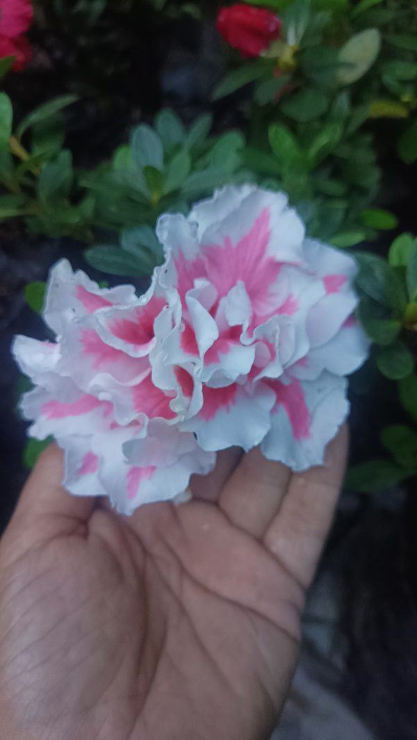 Azalea 'Albert Elizabeth' – Elegant Pink Blooms for Home & Garden