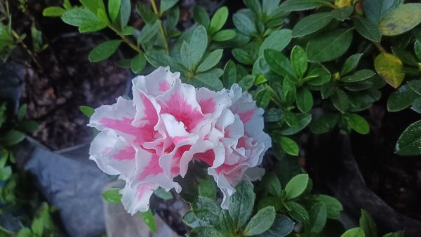 Azalea 'Albert Elizabeth' – Elegant Pink Blooms for Home & Garden - Image 5