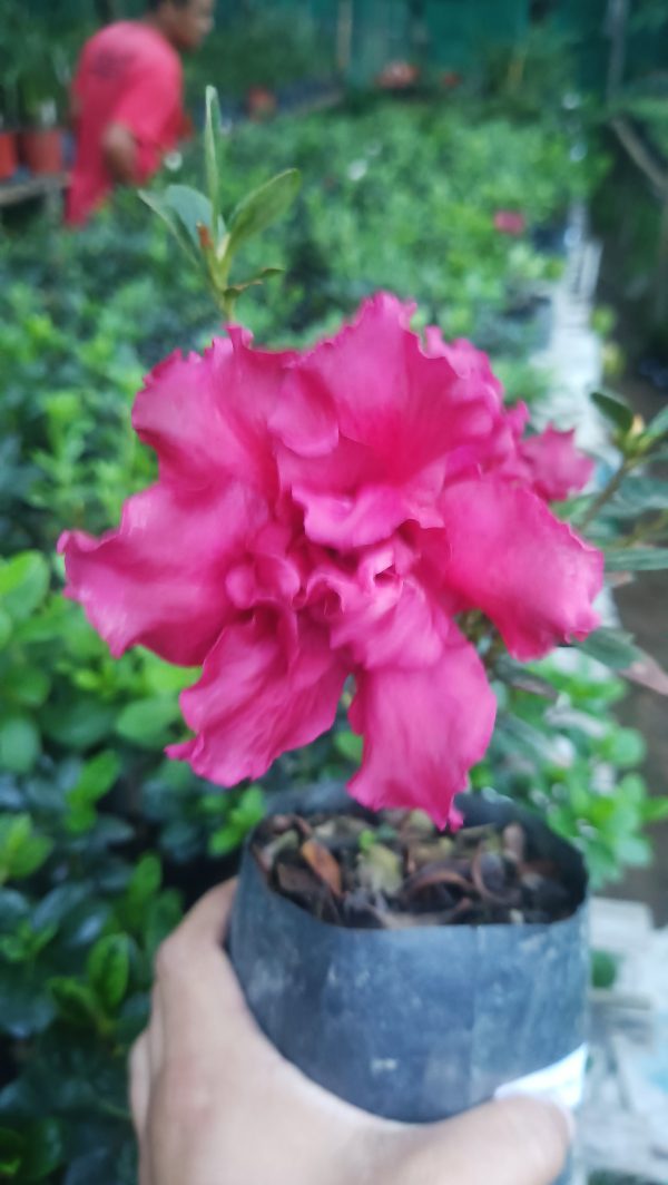 Azalea 'Baby Shanghai X Ruffles' – Compact Blooms for Stylish Green Corners - Image 2