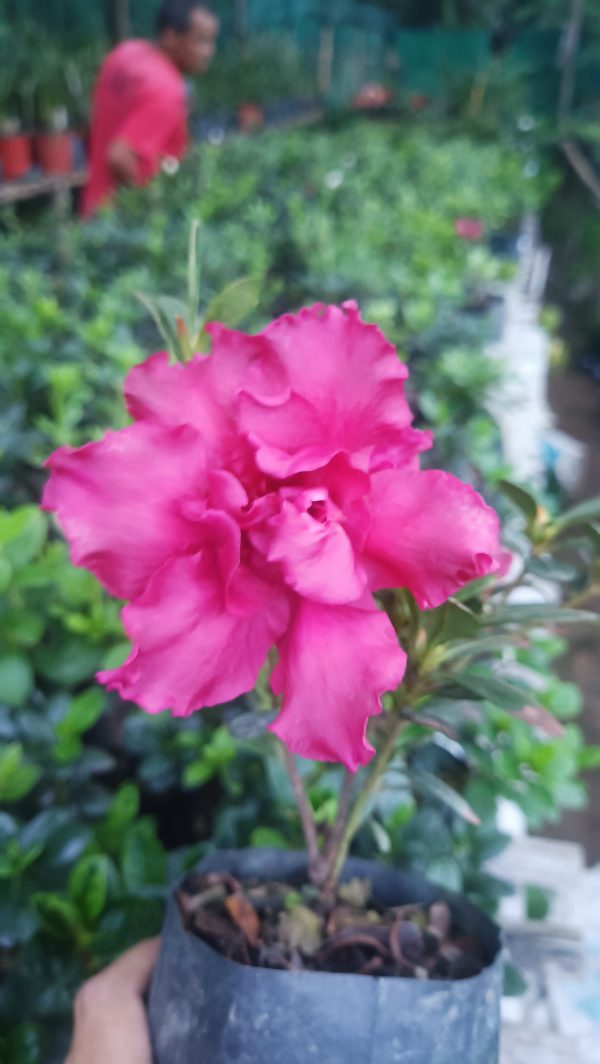 Azalea 'Baby Shanghai X Ruffles' – Compact Blooms for Stylish Green Corners - Image 3
