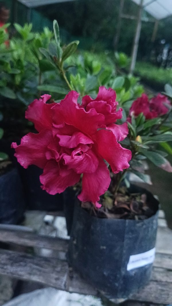 Azalea 'Baby Shanghai X Ruffles' – Compact Blooms for Stylish Green Corners - Image 4