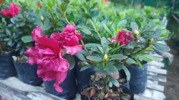 Azalea 'Baby Shanghai X Ruffles' – Compact Blooms for Stylish Green Corners - Image 5