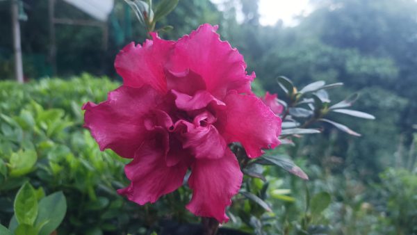 Azalea 'Baby Shanghai X Ruffles' – Compact Blooms for Stylish Green Corners