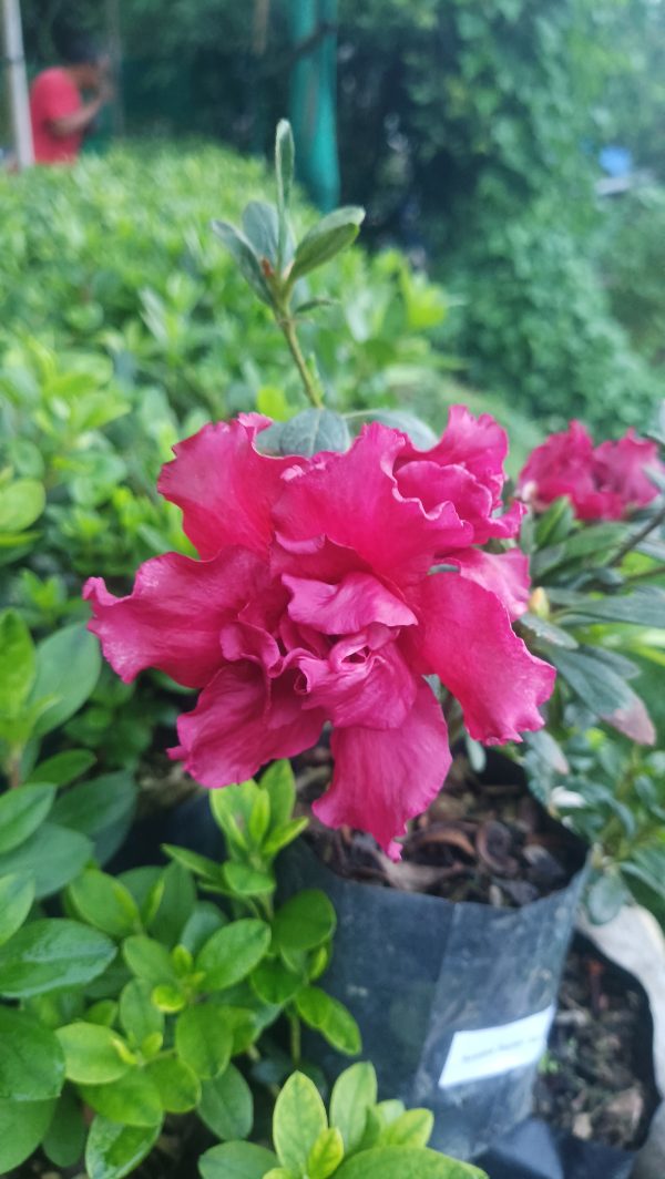 Azalea 'Baby Shanghai X Ruffles' – Compact Blooms for Stylish Green Corners - Image 7